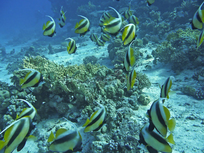 热带鱼和珊瑚