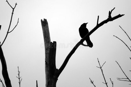栖息在枯树枝上的黑鸟剪影照片