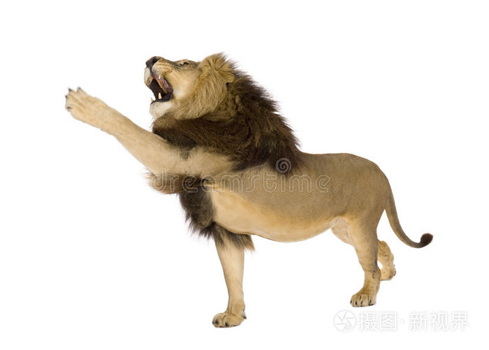 狮子8岁豹狮子座