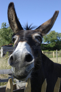 卡通游戏111,驴子驴子卡通集羊驴马牛猪兔驴搞笑驴卡通