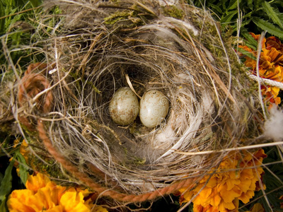 桔花间的鸟巢和鸟蛋图片