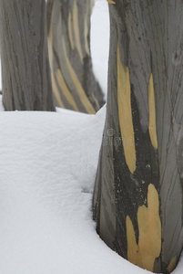 雪地里的树干