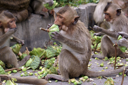 猴子吃