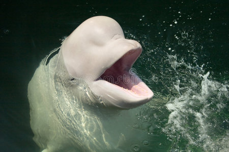 白鲸图片