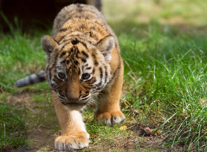 可爱的老虎宝宝虎崽5个月可爱的西伯利亚虎崽可爱的虎崽可爱的虎崽