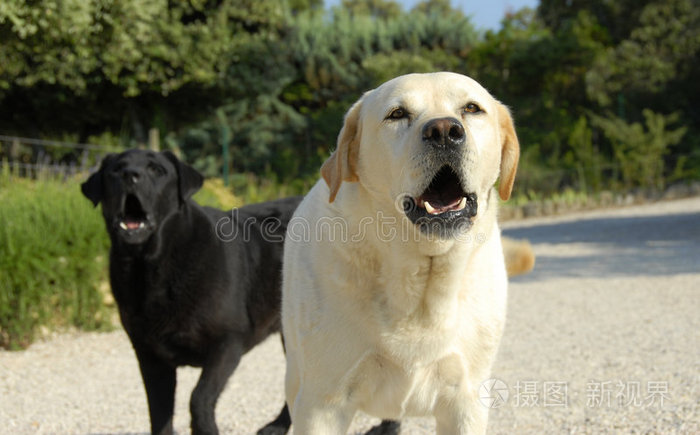 牧羊犬猎犬一只马耳他/约克混种狗在镜头外看着金毛猎犬棕色猎犬警卫