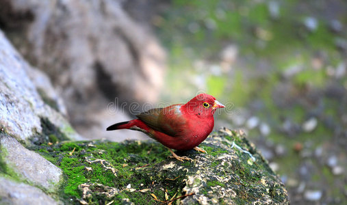 红鸟照片