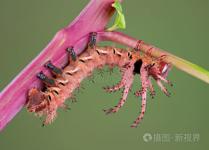 下载小样发票合同问题/举报树上毛毛虫叶子上的跳蛛核桃蛾毛虫毛毛虫