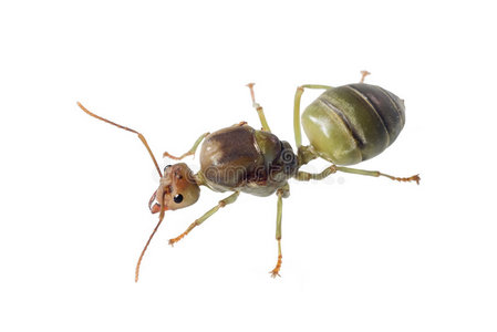 蚂蚁的家庭图片