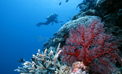 探索托吉安岛珊瑚礁