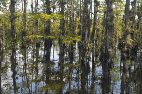 湿地生态系统图片