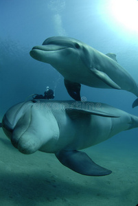 红海海豚照片