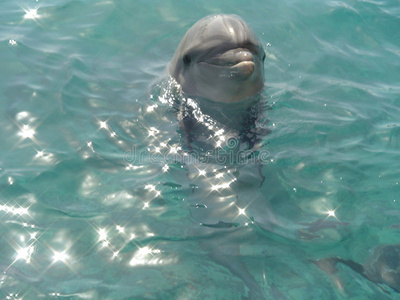 红海海豚照片