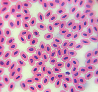 鸡卵发育显微镜下的鸡红细胞(血涂片鸡)显微镜下的鸡红细胞(血涂片鸡)