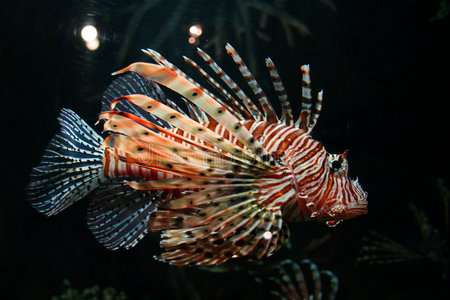 彩色热带鱼图片