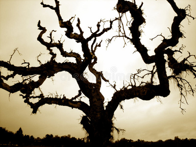 枯树, 万圣节背景幽灵森林与满月, 枯树, 万圣节背景恐怖的万圣节树