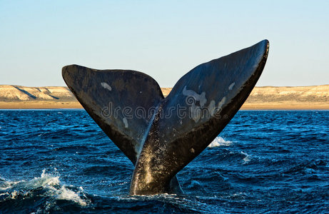 巴塔哥尼亚的南露脊鲸。