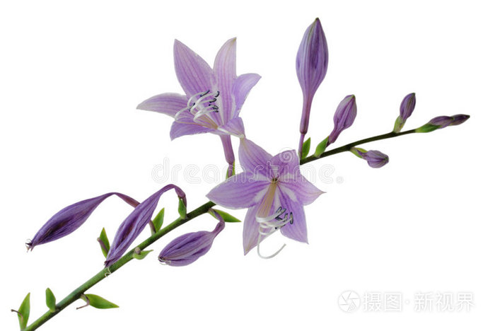 蕾玉簪花头红芙蓉,热带花芙蓉芙蓉花百合科变种紫菀红花梨花花梨兰花