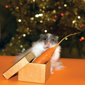 圣诞礼物好奇仓鼠