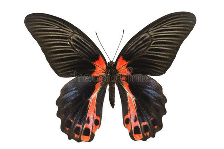 燕尾蝶图片