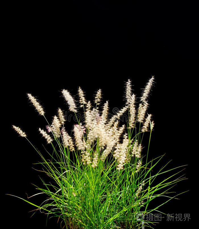 黑色隔离观赏草