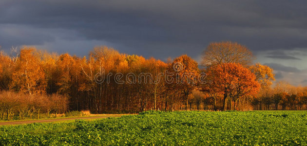 一些色彩鲜艳的树木的秋天景色图片