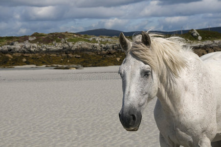 沙滩上的白马