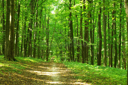 绿色森林照片