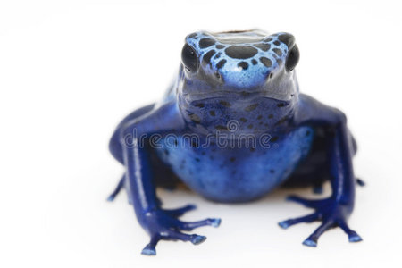 蓝毒箭蛙