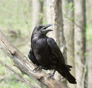 黑乌鸦。