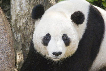 熊猫幼崽