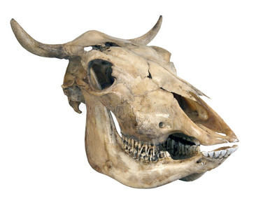 一头公牛的头骨水彩的波西米亚牛头骨亚洲儿童骑水牛牛头骨水彩手绘