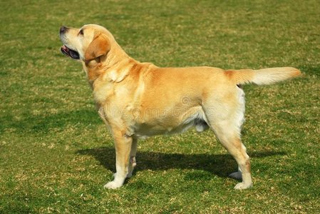 拉布拉多猎犬站立照片