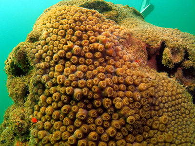 管状珊瑚