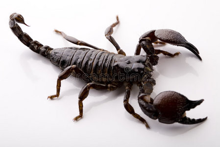 白底蝎子照片