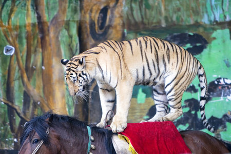 马戏团老虎图片
