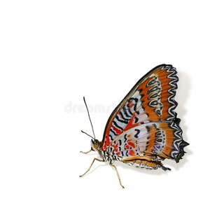 色彩斑斓的热带蝴蝶