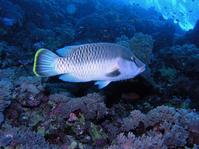 海鱼照片