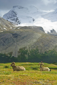 大角羊，jasper np