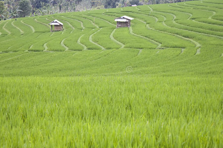 巴厘岛稻田