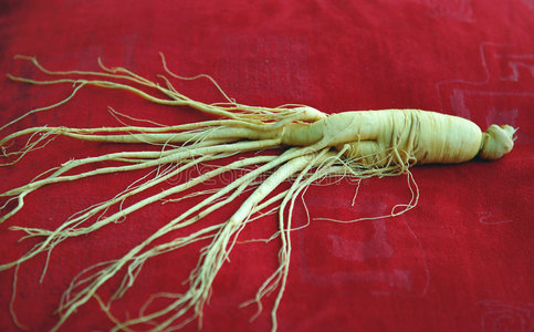 人参摄影图