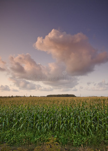 玉米地和天空