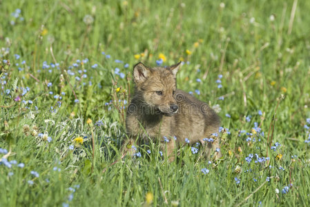 灰狼幼崽照片