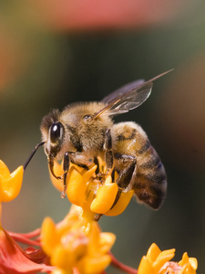 蜜蜂剖面图图片