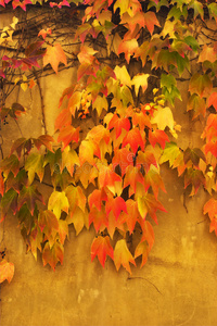 墙上的秋叶