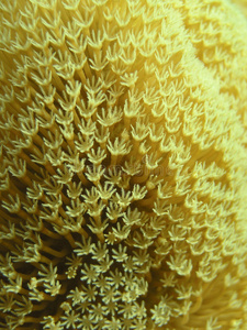 蘑菇珊瑚虫