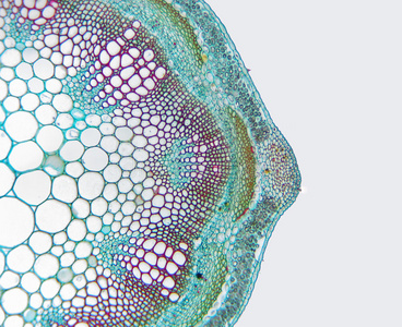 苜蓿芽苗菜苜蓿(medicago)茎部分横切面照片