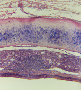 气管,哺乳动物照片