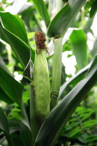 玉米马铃薯植株绿色的叶子韭菜花慈姑属白色的黑松露切片着色马铃薯