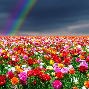 彩虹与花朵背景